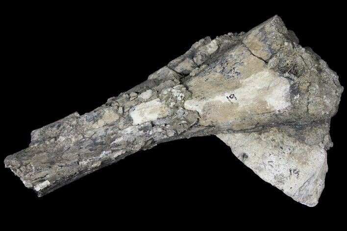 Partial Stegosaurus Femur - Colorado #120474